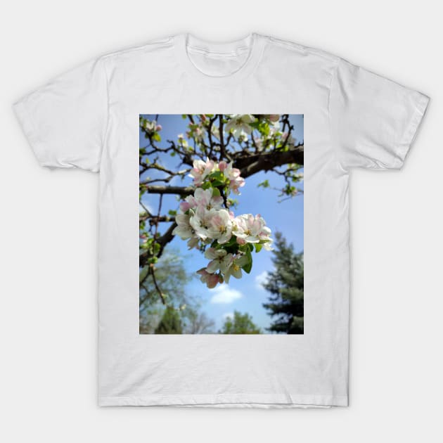 Apple blossoms on an old tree T-Shirt by Gourmetkater